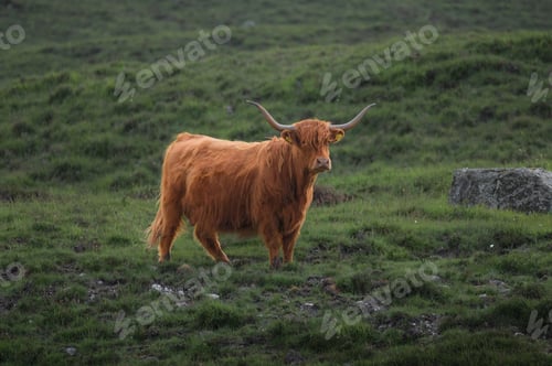 Preview: highland furry cow on the pasture . Rural life and farming concept.copy space banner