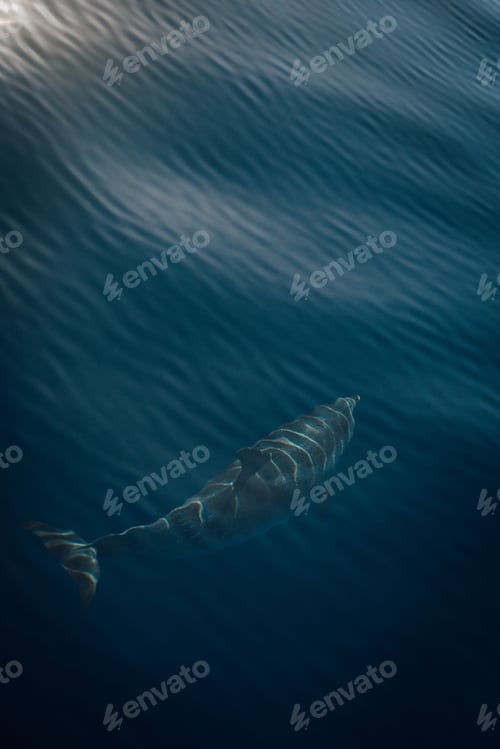 Preview: High-angle view of a dolphin swimming under the surface of a sea