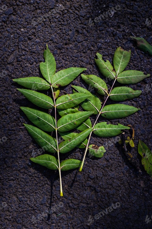 Preview: Fallen leaves on the ground