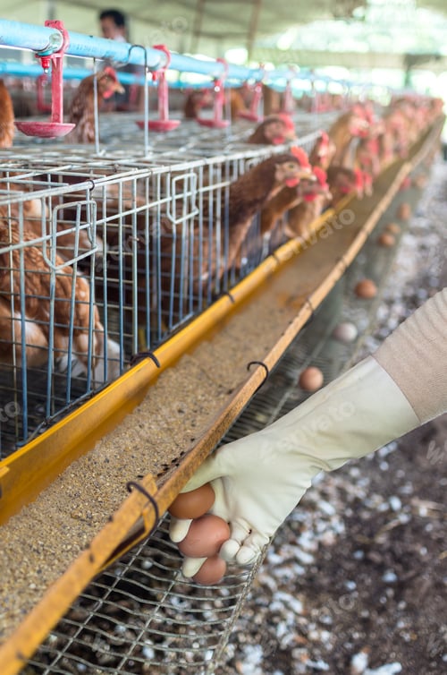 Preview: Hand pick the egg in chicken farm