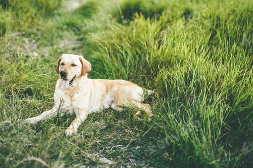 Preview: golden retriever, dog, pet, retriever