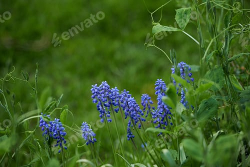 Preview: Garden dreams. A series of beautiful garden photos.