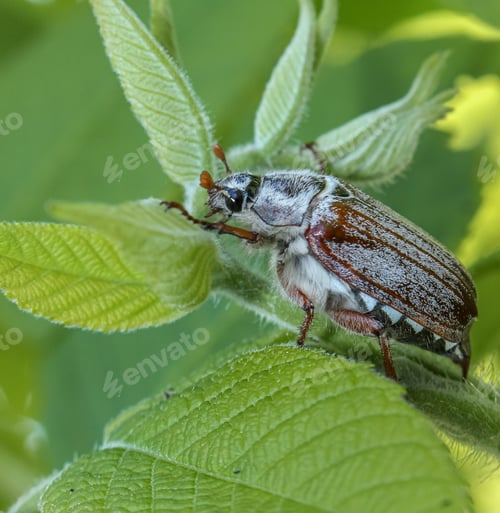 Preview: Big bug on a tree branch