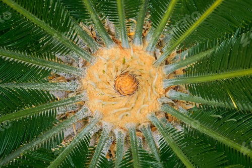 Preview: rosette of green palm leaves, top view