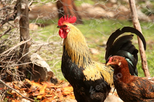 Preview: chicken and rooster