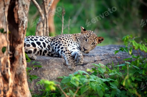 Preview: Leopard in the wild