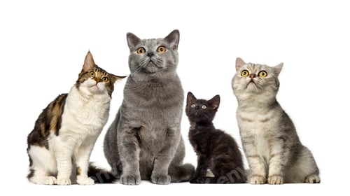 Preview: Group of cats in front of a white background