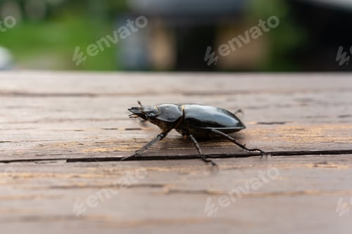 Preview: Close up of Stag beetle (Female)