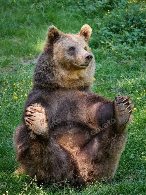 Preview: Brown bear (Ursus arctos)