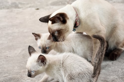 Preview: Beautiful adorable old style siamese blue point shorthaired cat, thai cat with amazing blue eyes.