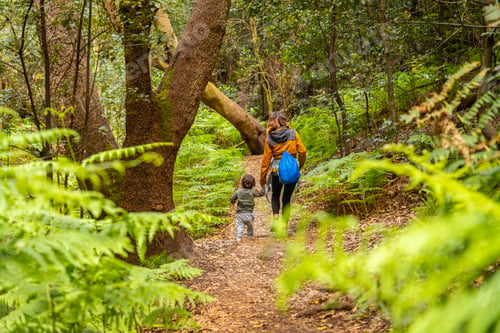 Preview: Trekking through Las Creces on the trail in the moss tree forest of Garajonay National Park