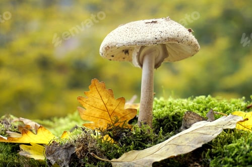 Preview: Beautiful mushroom isolated in its natural environment