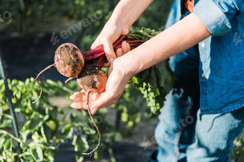 Preview: cropped image of farmer holding ripe organic beetroots in field at farm