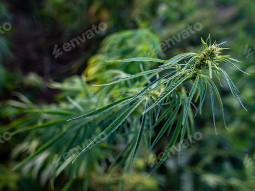 Preview: Cannabis bush with pinecone