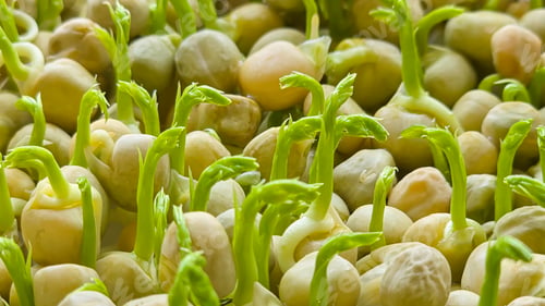 Preview: Microgreens. Growing Peas at Home. Pea Sprouts. Step-by-Step Instructions.