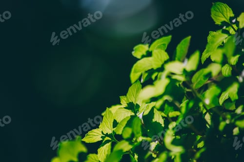 Preview: Mint