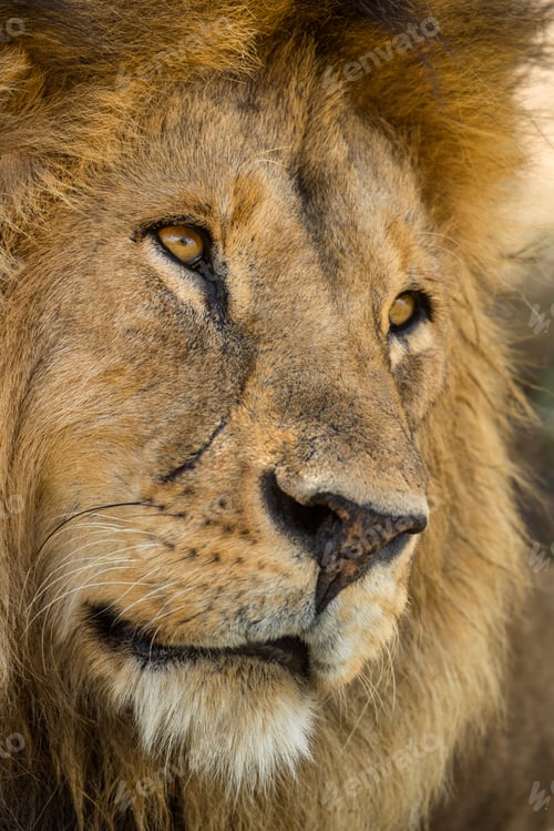 Preview: Close-up of a Lion, Serengeti, Tanzania, Africa