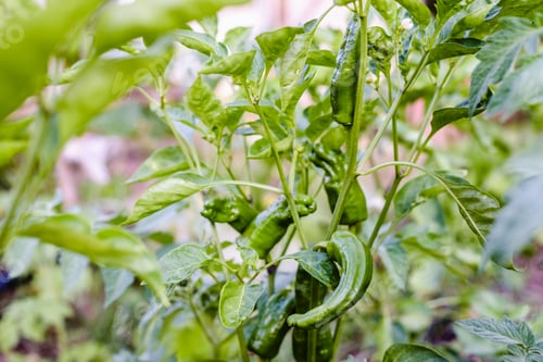 Preview: Plant of Italian green peppers
