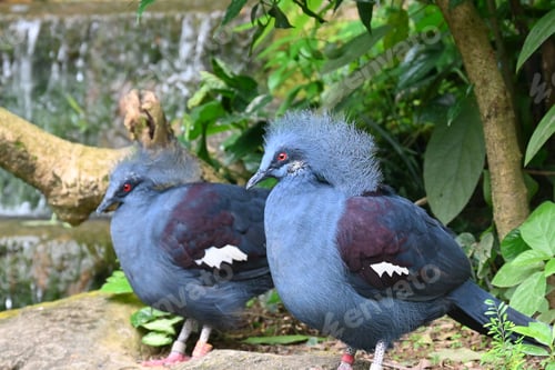 Preview: Two Victorian pigeons