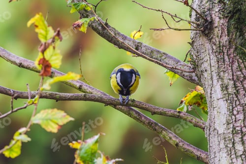 Preview: Great tit on a tree branch in the forest