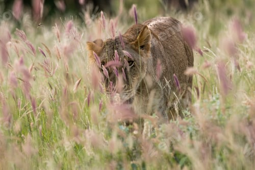 Preview: Lioness (Panthera leo) walking, Tsavo, Coast, Kenya
