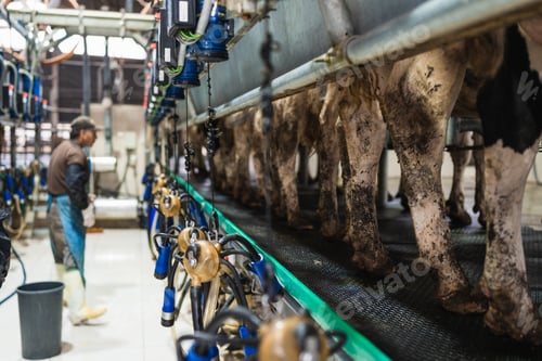 Preview: Worker in a room with cows being milked