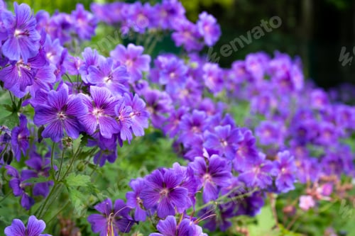 Preview: Gorgeous purple bohemian geranium. Lilac geranium flowers in the flowerbed. Beautiful background