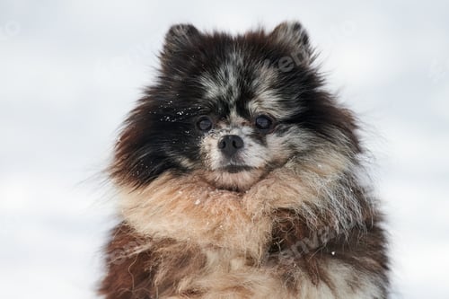 Preview: Pomeranian Spitz dog close up winter portrait on snow background, cute black marble with tan puppy
