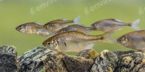 Preview: European bitterling shoal fish natural environment