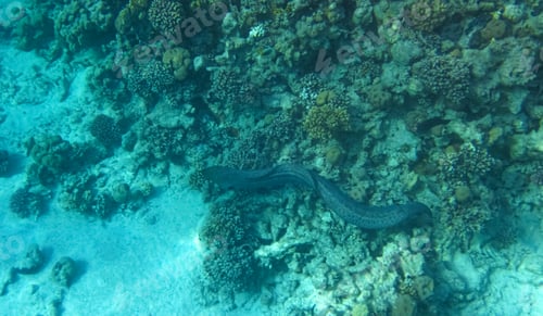 Preview: Giant moray swimming at the seabed in the Red sea Egypt with copy space.