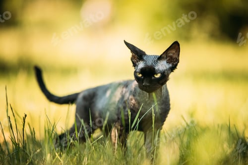 Preview: Young Gray Devon Rex Kitten In Green Grass. Short-haired Cat Of