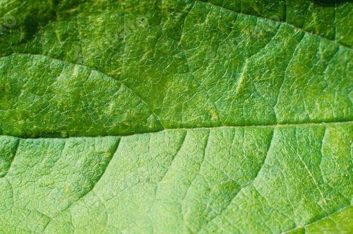 Preview: Bright green leaf texture, macro photo, close-up