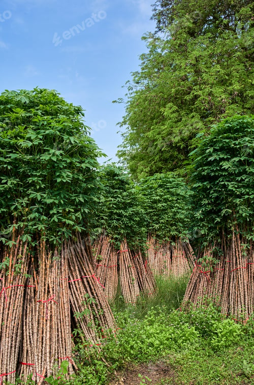 Preview: Bunch of the cassava plants to cultivate in the next crop