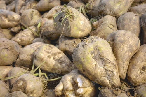Preview: Close up photo of harvested organic sugar beet, selective focus.