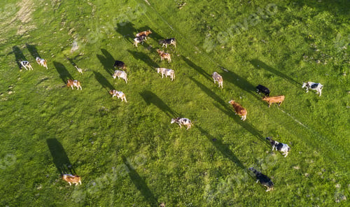 Preview: Aerial composition on the farm