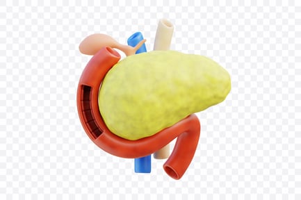 Human Pancreas Anatomy 3D, Incl. 3d pancreas model & pancreas - Envato