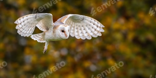 Preview: Barn owl in flight against autumn backdrop.