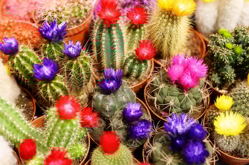 Preview: Colorful Cactus Flowers in Pots at a Nursery