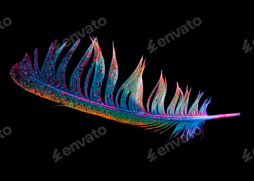 Preview: Small feathers with beautiful colors, on black background, close-up image