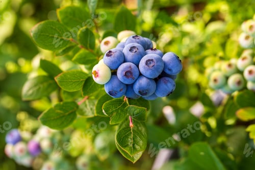 Preview: Blueberry farm with bunch of ripe fruits on tree during harvest season in Izmir, Turkey.