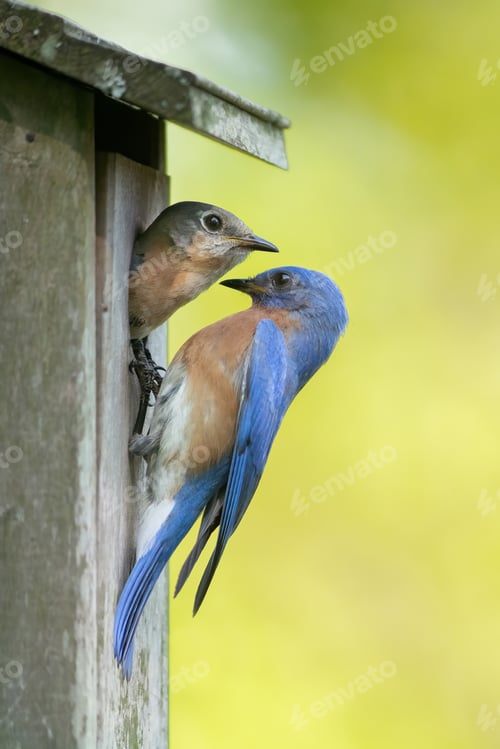 Preview: Eastern Bluebird