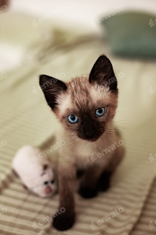 Preview: Vertical closeup shot of a cute Siamese cat on a blurred background