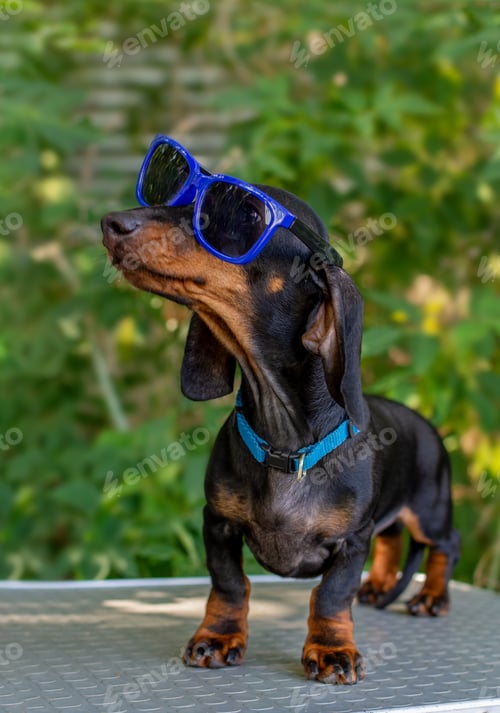 Preview: dachshund dog in blue sunglasses background of green foliage