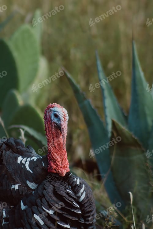 Preview: The turkey, a bird of nature, blends with the plant-filled surroundings
