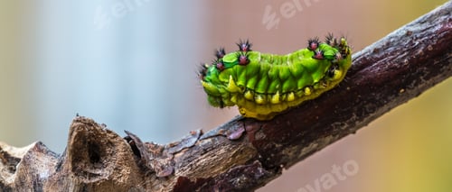 Preview: Selective focus shot of a caterpillar on a branch