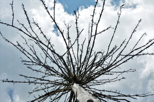 Preview: Low angle shot of an old bare tree under a breathtaking sky