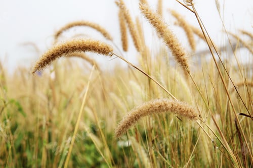 Preview: Meadow with sky in summer