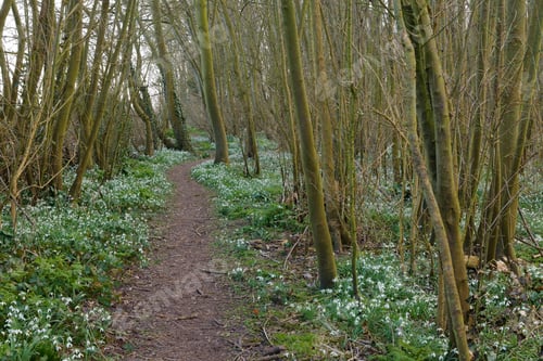 Preview: Path through a forest in early spring on Texel Island, the Netherlands