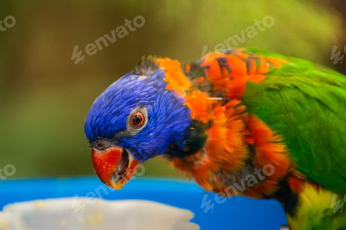 Preview: Rainbow parrot, Loris Arcoiris, colorful bird eating, blue head, animal, tropical parrot