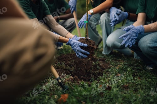 Preview: Group of volunteers planting a tree in the park